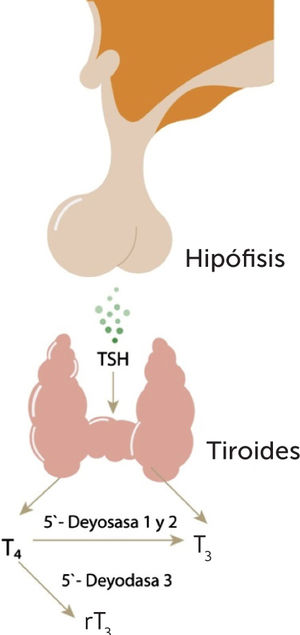 Desiodasas y Hormonas Tiroideas La TSH estimula a la glándula tiroides para que secrete las hormonas tiroideas (10 veces más T4 que T3). A nivel periférico (principalmente hepático y renal), la 5’ deiodasa 1 y 2 convierte la T4 en T3, que es la hormona biológicamente activa. La conversión periférica da cuenta del 80% de la T3 disponible. Por otra parte, la T4 también se puede convertir en T3r, que no tiene actividad biológica, por desiodación mediada por la 5’ deiodasa 3. TSH: Hormona estimulante de tiroides (por sus siglas en inglés), T4: Tetrayodotironina o tiroxina, T3: Triyodotironina, T3r: Triyodotironina reversa.