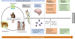 Legado evolucionario de un sesgo inflamatorio. La interacción de los primeros humanos con predadores, gérmenes patógenos y rivales de la misma especie habría producido un sesgo inflamatorio que incluiría un conjunto integrado de respuestas conductuales e inmunológicas que les permitía tener energía suficiente para la defensa contra las infecciones junto con de reponerse de las heridas, al mismo tiempo que podían mantener la vigilancia contra los ataques. Este sesgo, se plantea, se mantuvo durante la mayor parte de la evolución de la especie humana por la exposición a gérmenes mínimamente patógenos, lo que desarrollo respuestas inmunes caracterizadas por la inducción de linfocitos T y B regulatorios (T reg y B reg) y macrófagos inmunoregulatorios M2, así como la producción de las citoquinas anti inflamatorias interleuquina 10 (IL-10) y factor de crecimiento transformante-β (TGF-β). En ausencia de dichos estímulos y regulaciones inmunológicas, la sociedad moderna, abrumada por el estrés y las presiones psicosociales habría recurrido a los antiguos repertorios inmunológicos del pasado, desencadenando altas tasas de trastornos inflamatorios y también, dentro de ellos, depresión. (Modificado por el autor a partir de Miller A, Raison C, Nat Rev Immunol. 2016).
