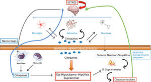 Conexiones bi-direccionales entre el cerebro y citoquinas inflamatorias, determinadas por el estrés.