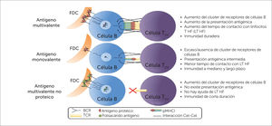 Características del antígeno en la vacuna determinan la inmunidad subsecuente y su duración Las características del antígeno de una vacuna determinan los niveles y duración subsecuentes de la inmunidad. Se muestra un posible antígeno proteico multivalente, comparándolo con un antígeno proteico monovalente y con uno no proteico. En el ejemplo, los clones de células B toman el antígeno de las células dendríticas foliculares (FDC), el que luego es procesado (sólo los antígenos proteicos) y presentado a la célula T helper folicular (THP). Existe evidencia que indica que las interacciones multivalentes aumentan el agrupamiento del receptor de la célula B (BCR) y mejoran la habilidad de estas células para tomar el antígeno desde las células presentadoras. Esta interacción multivalente también estabiliza el complejo antígeno-receptor B y aumenta los complejos MHC II cargados de péptidos2. Figure 1 is taken/adapted from Vetter V et al., Annals of Medicine, 50(2): 110-120, 2018.