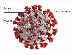 Morfología ultraestructural de los coronavirus Nota: Ilustración creada en los Centros para el Control y la Prevención de Enfermedades (CDC) y disponible en la Biblioteca de imágenes de salud pública (PHIL).
