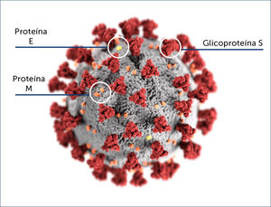 Morfología ultraestructural de los coronavirus Nota: Ilustración creada en los Centros para el Control y la Prevención de Enfermedades (CDC) y disponible en la Biblioteca de imágenes de salud pública (PHIL).