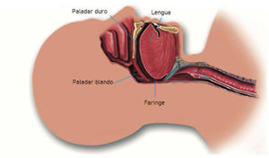La faringe en el ser humano es estrecha y sujeta a colapso durante el sueño cuando la musculatura se relaja.