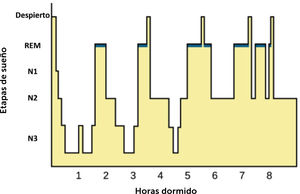 Hipnograma de un adulto sano Con permiso* de Spielman R. et al. ISBN-13:978-1-951693-23-7 http://openstax.org/details/psychology-2e: Hipnograma de un adulto sano: se muestra una noche con los ciclos, etapas de sueño y duraciones más abajo descritas. *Creative Commons).