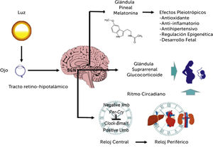 Esquema que describe la vía de señalización luminosa y circadiana durante el embarazo Con permiso* de Chien-Ning and You-lin Int. J. Mol. Sci. 2020; 21:2232. Se recalca la importancia de este sistema regulador del ciclo del sueño-vigila en el desarrollo. Muestra la luz, input principal del circuito de ajuste del ciclo, su interacción vía tracto retinohipotalámico, núcleo supraquiasmico, glándula pineal y relojes periféricos en efectores tanto endocrinológicos como órganos blancos. *Creative Commons license.