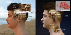 Inervación de la glándula pineal Con permiso* de Lumsden SC, Clarkson AN and Cakmak YO. Front. Neurosci. 2020:14:264. Destaca input con la llegada de luz a la retina, señal trasmitida por el tracto retino-hipotalámico, núcleo supraquiasmático (SCN) e inhibitoriamente sobre núcleo pre-autonómico paraventricular/PVN). Se muestra también la vía hipotálamo-cervical (RHT), relevo en columna intermediolateral de la médula cervical (IML) y la aferencia simpática (SCG) sobre la glándula pineal, resultando en una relación inversa entre exposición a la luz y secreción de melatonina. *Creative Commons license.