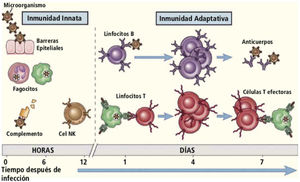 Comparación entre inmunidad innata e inmunidad adaptativa. Se muestran en la figura algunas de las células de la inmunidad innata y adaptativa. La inmunidad innata es la primera defensa contra las infecciones, y posteriormente se activa el sistema adaptativo. Sin embargo, funcionan de manera integrada, ya que el sistema innato activa al sistema adaptativo, y a su vez, este sistema utiliza los mecanismos efectores de la inmunidad innata para eliminar la infección. Traducido de: Abbas A, et al. Cellular and Molecular Immunology. 9th Edition. Ed. Elsevier. 2016.