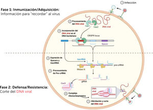 Funcionamiento del sistema CRISPR/-Cas9. El llamado “sistema inmune de las bacterias” es un mecanismo por el cual se reconoce el genoma de un virus que infecta a bacterias (bacteriófago), se inactiva y se destruye, al mismo tiempo que una parte de ese genoma viral se incorpora al genoma de la bacteria, para así generar una protección más eficiente frente a futuras infecciones. En la primera fase, (1) un bacteriofago infecta e introduce su DNA en una bacteria. (2) Luego, un tipo de proteínas Cas reconocen al DNA viral, y (3) integran un pequeño fragmento en el genoma bacteriano. Este fragmento servirá de “memoria” para futuras infecciones. En respuesta a una nueva infección estos fragmentos (4) se expresan y (5) se procesan, formándose (6) un complejo ribonucleoprotéico (RNA+proteínas) que consiste en proteínas Cas que portan unido un pequeño crRNA (“cr” por CRISPR) que es mucho más eficiente en su unión al DNA viral. Cuando la bacteria es infectada nuevamente por el mismo virus, (7) al DNA viral se le une el complejo crRNA/Cas, fragmentándose el DNA viral para luego ser degradado.