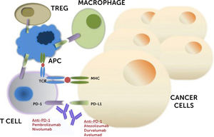 Mecanismo de acción de los inhibidores de PD-1 y PD-L1. El receptor de muerte celular programada 1 (PD-1) se expresa en células T activadas, células B, macrófagos, células T reguladoras (Tregs) y células asesinas naturales (NK). La unión de PD-1 a su familia de ligandos B7, ligando de muerte programada 1 (PD-L1 o B7-H1) o PD-L2 (B7-DC) da como resultado la supresión de la proliferación y la respuesta inmunitaria de las células T. La activación de la señalización de PD-1/PD-L1 sirve como un mecanismo principal por el cual los tumores evaden las respuestas inmunológicas de células T específicas de antígeno. El bloqueo de anticuerpos de PD-1 o PD-L1 invierte este proceso y mejora la actividad inmunológica antitumoral. Abreviaturas: TCR, T-cell receptor de células T; MHC, complejo principal de histocompatibilidad; APC, célula presentadora de antígeno. Tomado de Gong J. et al. (2018). (Ref.23). Acceso abierto, bajo los términos de la licencia internacional Creative Commons Attribution 4.0.