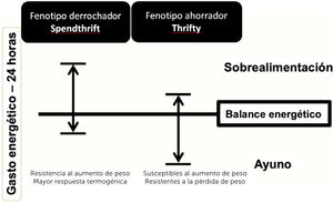 Características de los fenotipos metabólicos: derrochador (Spendthrift) y ahorrador (Thrifty). Adaptado de Hollstein, et al.34.