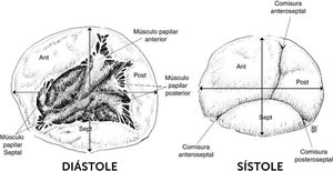 Estructura del anillo tricúspide y su comportamiento durante el ciclo cardíaco. Salazar G, Gelves J.10.