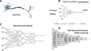 Representación de una neurona animal. B. Esquema de un perceptrón. C. Red neuronal artificial. D. Red neuronal profunda (deep learning (DL)).