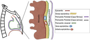 Anatomía del pericardio.