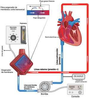 Funcionamiento del ECMO VV (veno-venoso). Ilustración realizada con BioRender®.