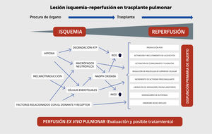 Alteraciones pulmonares durante el síndrome de isquemia y reperfusión. Modificado de den Hengst et al.5.