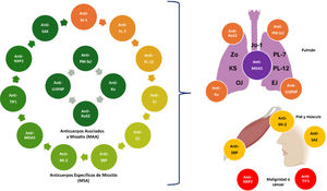 Clasificación de los anticuerpos específicos de miositis (MSAs) y los anticuerpos asociados a miositis (MAAs), y las principales afecciones asociadas. Created with BioRender.com.