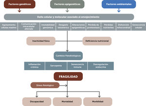 Hipótesis genética, molecular y cambios funcionales asociados a la fragilidad. Adaptado de Lopez-Otín et al.12, Walston et al.13 y Clegg et al.25.