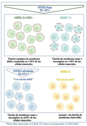 Diagrama clasiﬁcatorio según inmunohistoquímica e hibridación in situ (ISH) y frecuencia de cáncer de mama HER2-bajo y ultrabajo5,7,41.