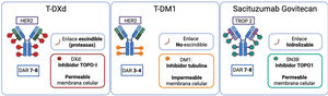 Comparación de 3 inmunoconjugados T-DXd, T-DM1 y sacituzumab govitecan. Abreviaciones: T-DXd: trastuzumab deruxtecan; T-DM1: ado-trastuzumab emtansina; DAR: drug to antibody ratio; TOPO1: topoisomerasa 1; TROP2: tumor-associated calcium signal transducer 2; HER2: receptor del factor de crecimiento epidérmico humano tipo 215.