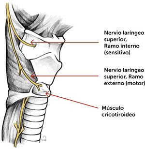 Nervio Laringeo Superior, ramo externo.