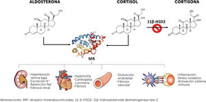 Efecto deletéreo renal y extra-renal de la activación desregulada del receptor mineralocorticoideo mediado por aldosterona o cortisol. Abreviaciones: MR: receptor mineralocorticoides; 11-β-HSD2: 11β-hidroxiesteroide deshidrogenasa tipo 2.