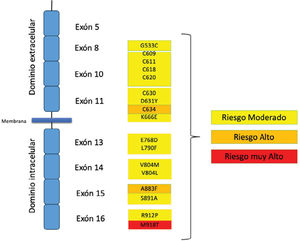 Esquema simplificado de protooncogén RET y ubicación de las mutaciones más frecuentes. Adaptado de Sahakian et al. (2024)24.