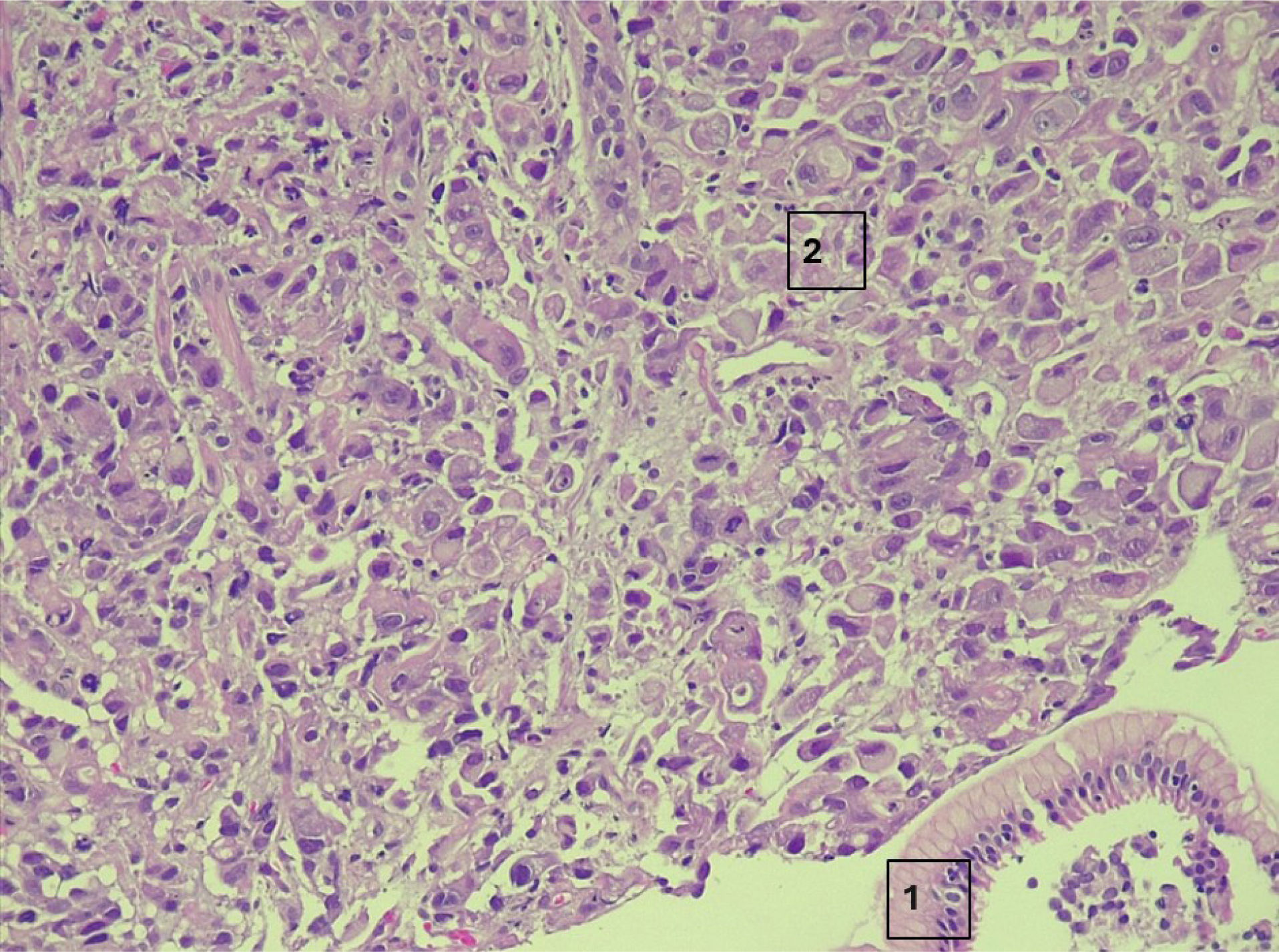 fig0005