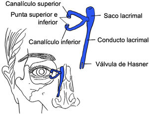 Sistema lacrimal Está compuesto por un canalículo superior e inferior que confluyen en un conducto común que se vacía hacia el saco lacrimal. Este drena hacia la nariz a través del conducto lacrimal. Fuente: elaboración propia.
