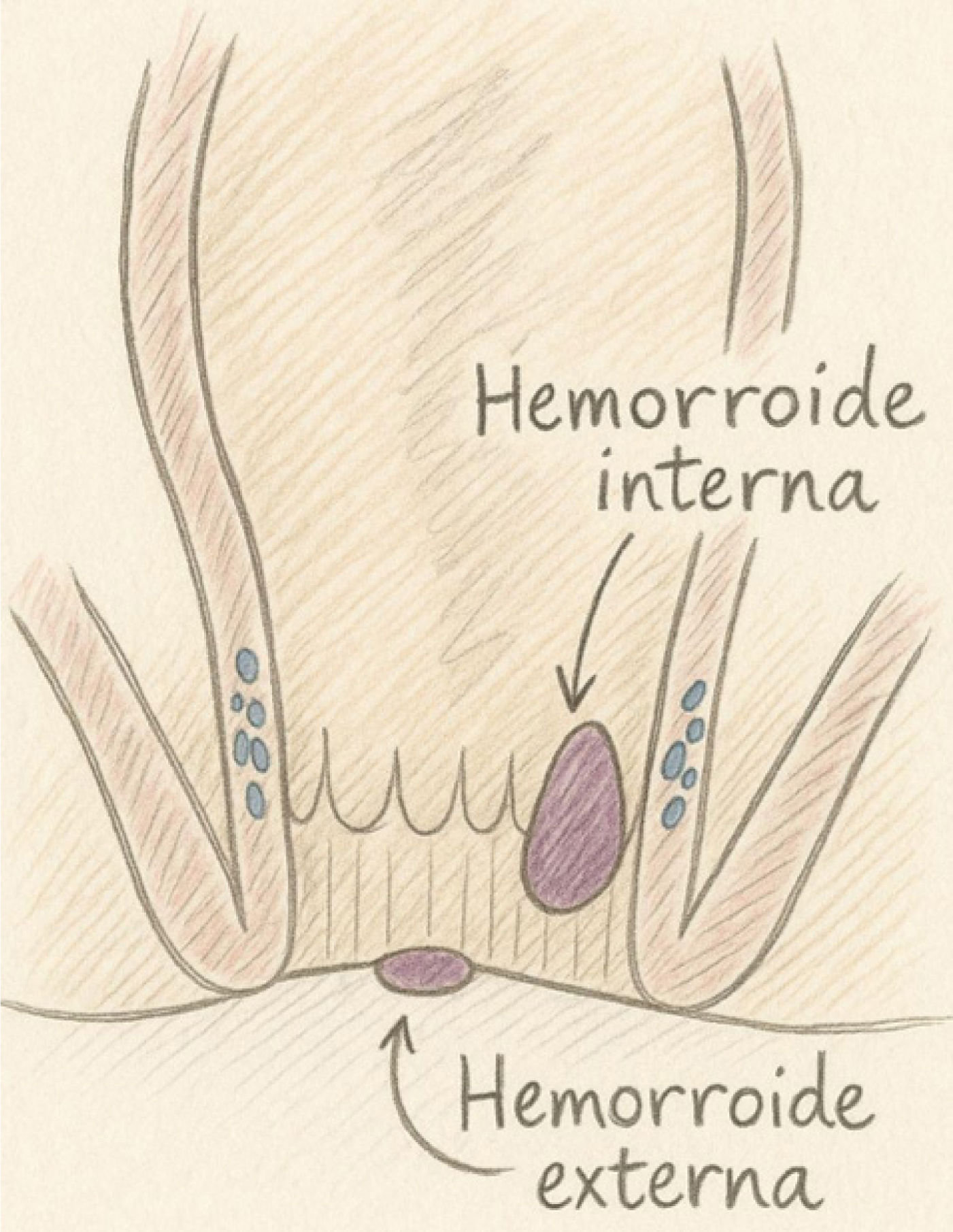 fig0005