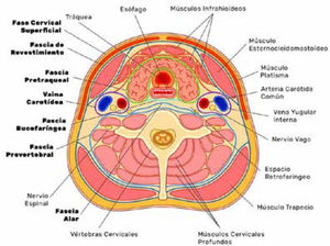 Representación esquemática de las fascias cervicales.
