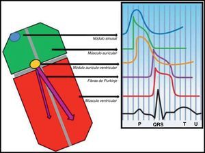O potencial de ação cardíaco de resposta rápida é responsável pela despolarização (e condução) nos miócitos auriculares (a verde), nas fibras de Purkinje (a roxo) e nos miócitos ventriculares (a vermelho).