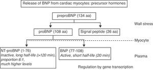 Release of BNP into the circulation from cardiac myocytes via precursor hormones. aa: amino acids.