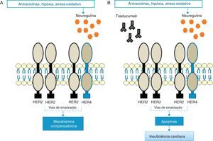 Em resposta ao stress oxidativo, a NRG ativa mecanismos compensatórios através dos recetores HER2 (A); Na presença de trastuzumab, tanto os dímeros HER2/HER2 como HER2/HER4 estão bloqueados e os mecanismos compensatórios não atuam, promovendo a apoptose e IC (B) [Adaptado de: Di Cosimo57].