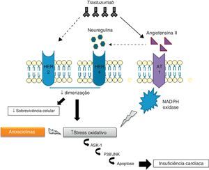 Interação dos mecanismos cardiotóxicos das antraciclinas com os do trastuzumab.