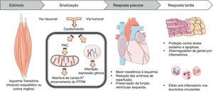 Representação esquemática das várias fases e respetivos mecanismos fisiopatológicos envolvidos no pré-condicionamento isquémico remoto do miocárdio (figura elaborada com recurso ao Servier Medical Art).PKC: proteína cínase C; PTPM: poro de transição de permeabilidade mitocondrial.