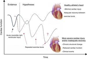 Potential effects of repeated exercise bouts on RV function.