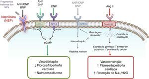 Mecanismo de ação da neprilisina e dos péptidos natriuréticos, em paralelo com o sistema renina‐angiotensina (e recetor AT1) – de acordo com Bayes‐Genis et al13.