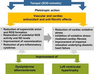 Proposed mechanisms to explain the improvement of dyslipidemia and left ventricular hypertrophy by Tempol, a superoxide dismutase mimetic, in agreement with Gonçalves et al.14 NO: nitric oxide; NOS: nitric oxide synthase; ROS: reactive oxygen species; SOD: superoxide dismutase.