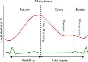 Longitudinal Strain Curve during the different phases of the cardiac cycle.