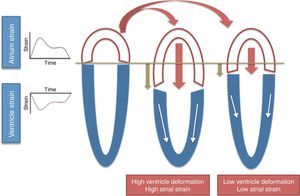 Interaction between right atrium strain and right ventricle strain. The white arrows indicate the strength of myocardial contraction and the crimson arrows indicates passive movement of right atrium.