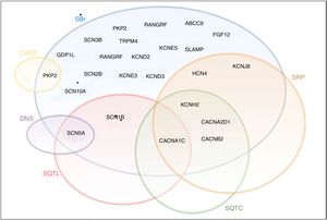 Diagrama ilustrativo do overlap entre SBr, SQTL, SQTC, DNS, SRP e CAVD. A negrito encontram‐se os genes do complexo macromolecular do canal de sódio. CAVD: cardiomiopatia arritmogénica do ventrículo direito; DNS: doença do nó sinusal; SQTC: síndrome do QT curto; SQTL: síndrome do QT longo; SRP: síndrome de repolarização precoce. Retirado e adaptado de Sarquella‐Brugada (2016)8 e Fernandez‐Falgueras (2017).35