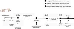 Delineamento experimental. Processo de acasalamento, inserção das dietas experimentais, protocolo de TR e registro das variáveis cardiovasculares.