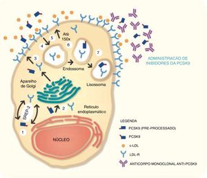 Mecanismo de ação dos inibidores da PCSK9.