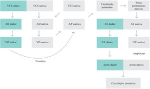 Representação esquemática da anatomia cardíaca do doente.