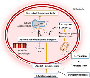 Alterações do metabolismo energético do cardiomiócito na MCH e mecanismo de ação da perhexilina12,14,24 Legenda: ADP‐ adenosina difosfato; ATP‐ adenosina trifosfato; CPT‐1‐ carnitina‐palmitoil transferase 1; LCFA‐ ácidos gordos de cadeia longa; NO‐ Monóxido de azoto; RyR‐ recetor de rianodina; SERCA‐ ATPase de Ca2+ sarco‐endoplasmática.