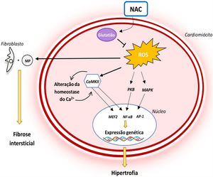 Papel do stress oxidativo na fisiopatologia da MCH e mecanismo de ação da NAC14,34 Legenda: AP‐1‐ proteína ativadora‐1; CaMKII‐ proteína cinase II Ca2+/calmodulina dependente; NF‐κB‐ fator de transcrição nuclear kappa B; PKB‐ proteína cinase B; ROS‐ espécies reativas de oxigénio.