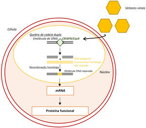 Edição do genoma através do sistema CRISPR‐Cas963 Legenda: CRISPR‐Cas9‐ clustered regularly interspaced short palindromic repeats/ CRISPR associated protein 9; mRNA‐ ácido ribonucleico messangeiro.