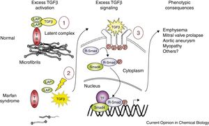 Esquema ilustrativo da normal regulação do fator beta de transformação do crescimento pelas microfibrilas e das repercussões associadas ao défice de microfibrilas em portador de Marfan. Adaptado de Marfan syndrome: from molecular pathogenesis to clinical treatment, Ramirez F, Dietz HC, Curr Opin Genet Dev, 17(3):252‐8, 2007. LAP, peptídeo associado à latência; LTBP, proteína latente de ligação ao fator de crescimento beta‐1; p, fosforilação; R‐Smad, recetor regulado small mothers against decapentaplegic; Smad4, small mothers against decapentaplegic 4; TF, fatores de transcrição; TGF‐β, fator beta de transformação do crescimento.