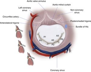 Anatomical relationships and segmentation of the mitral valve.