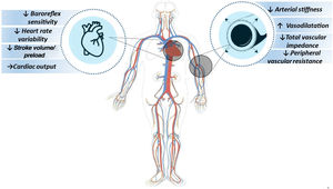 Determinants of post-exercise hypotension in response to high-intensity interval exercise. ↑: increase; ↓: decrease; →: maintenance.